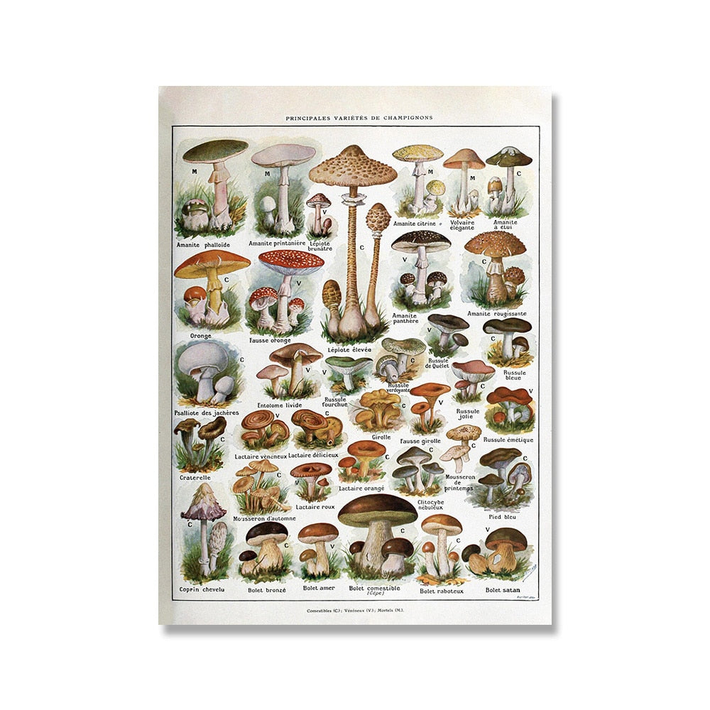 Samling af vintage lærredstryk med botaniske motiver