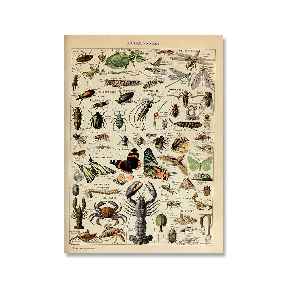 Samling af vintage lærredstryk med botaniske motiver