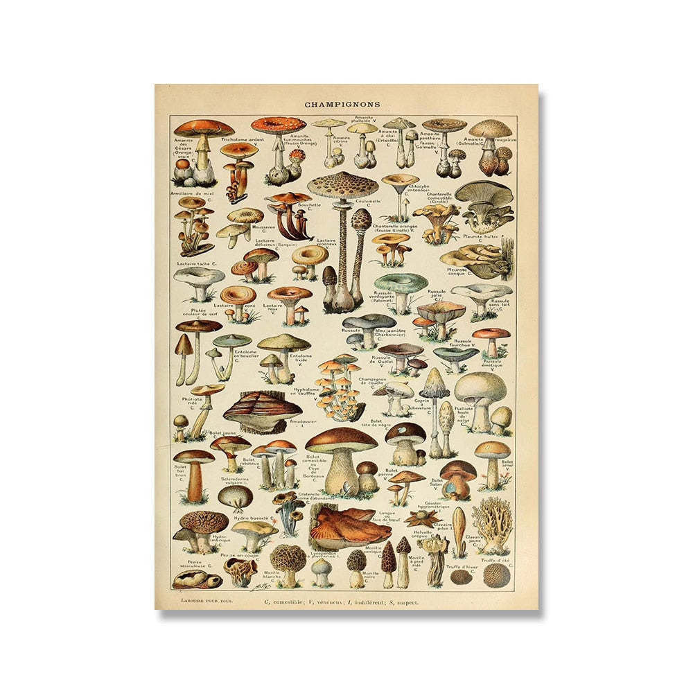 Samling af vintage lærredstryk med botaniske motiver